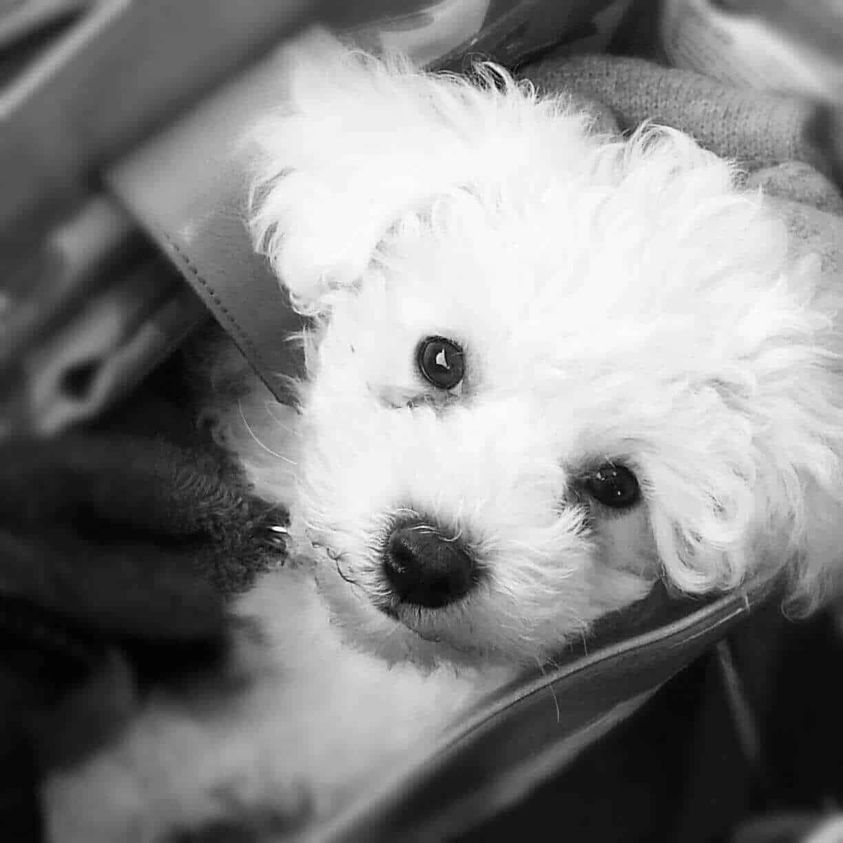 50 Shades of Bichon Dog Photos · The Inspiration Edit