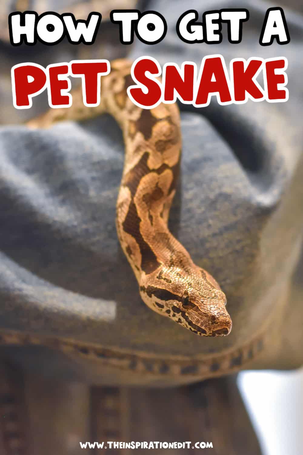 pet snakes