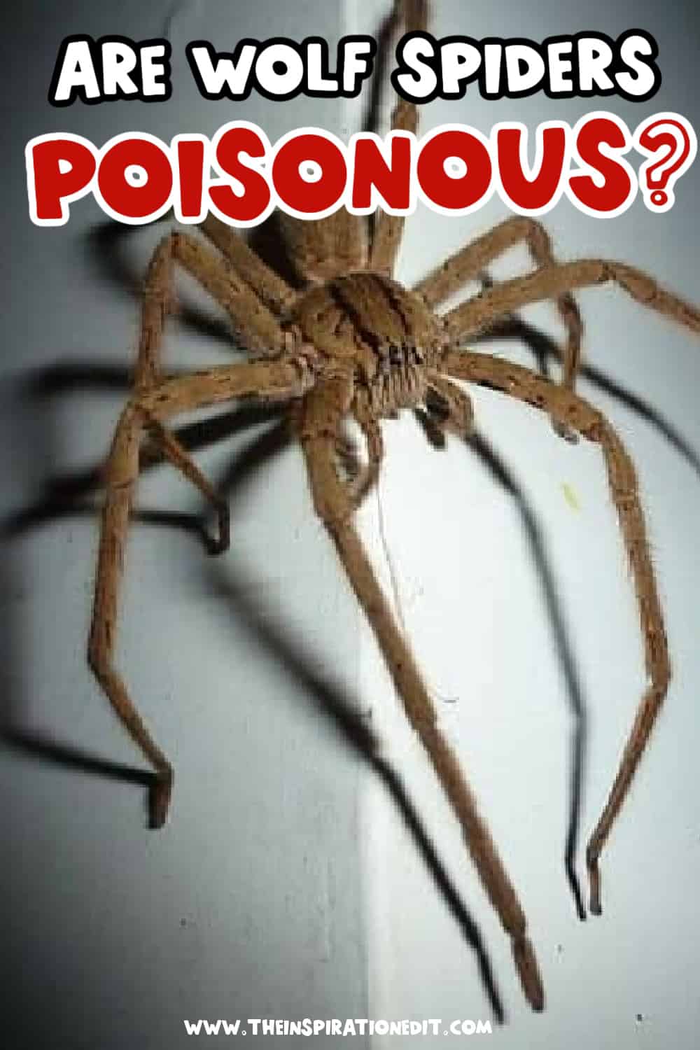 wolf spider poisonous to humans