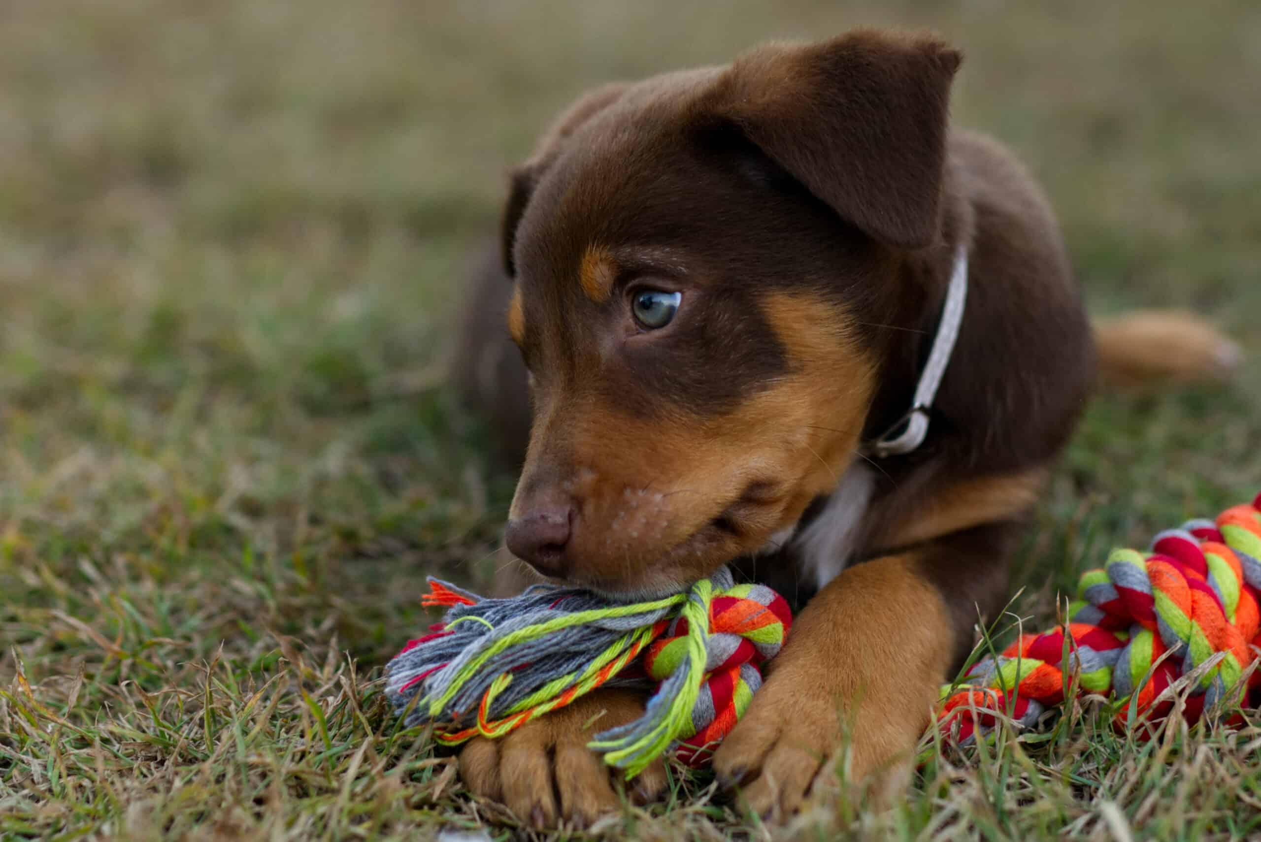 best dog toys for kelpies