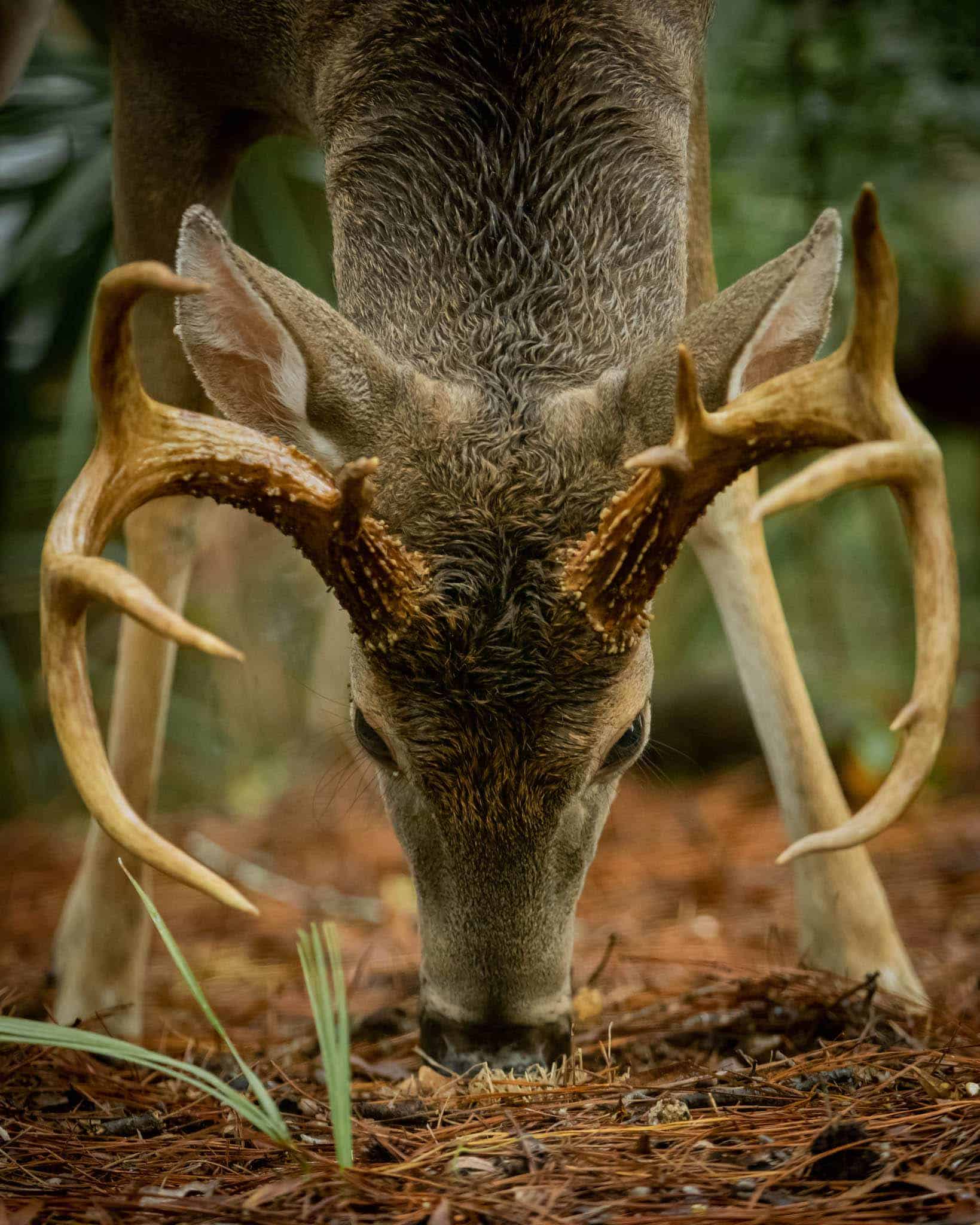 why-texas-is-the-best-place-for-buying-hunting-land-the-inspiration-edit